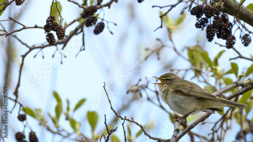 Single willow warbler (Phylloscopus trochilus) singing while sitting on the tree branch.
