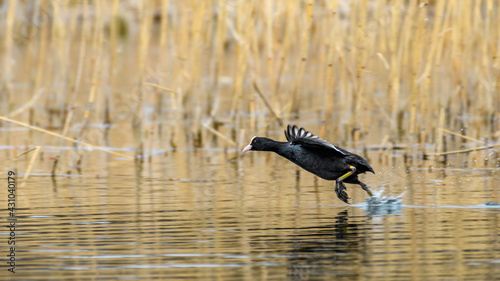 Eurasian coot (Fulica atra) running over water.