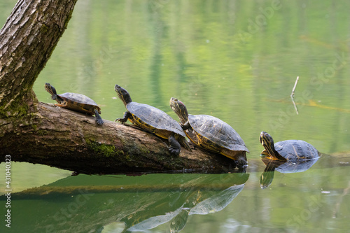 Fototapeta Four turtles on a trunk