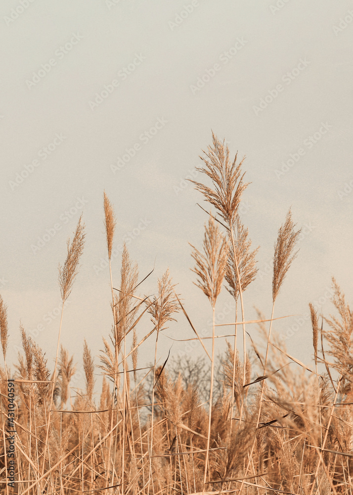 Brown gold fluffy pampas grass branches sway on the wind, natural minimal blurred spring background