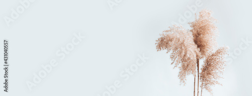 Pampas grass branches on white background, place text copy space. Modern dry flower decor. Banner size