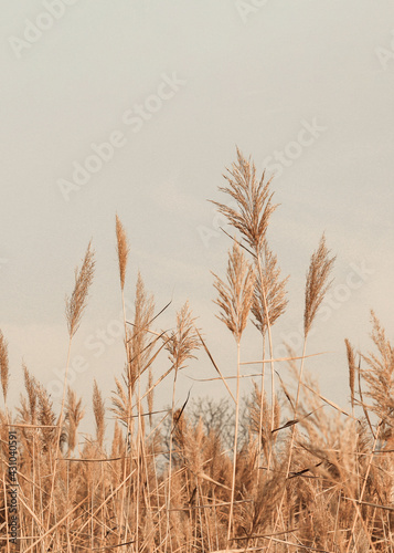 Brown gold fluffy pampas grass branches sway on the wind  natural minimal blurred spring background