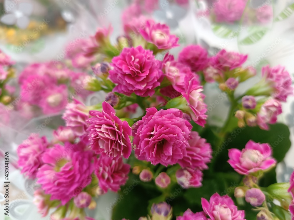 Blooming bush of pink Kalanchoe.