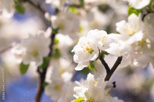 Apple blossoms over blurred nature background. Spring flowers. Spring Background. © Alwih