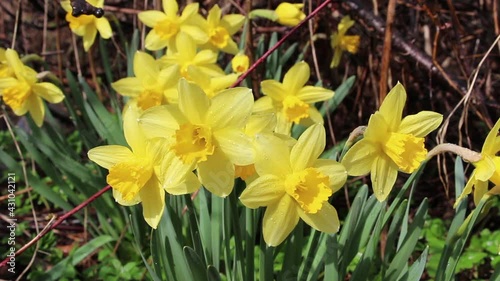 Bright yellow daffodils with dew drops early in the morning. Traditional daffodil flowers in the spring season