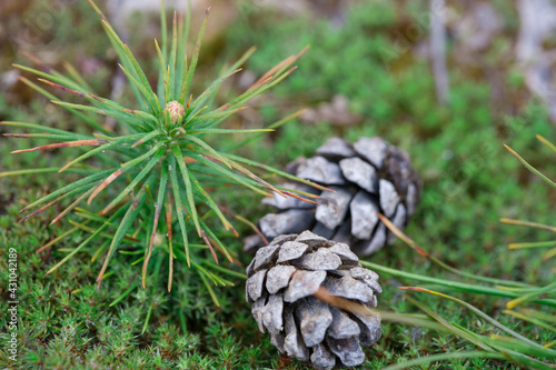 A small pine sapling grows in the forest. Pine cones lie nearby.