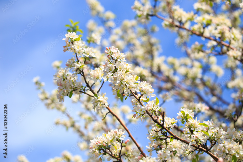 Apple blossoms over blurred nature background. Spring flowers. Spring Background. Apple blossoms over blurred nature background. Spring flowers. Spring Background.