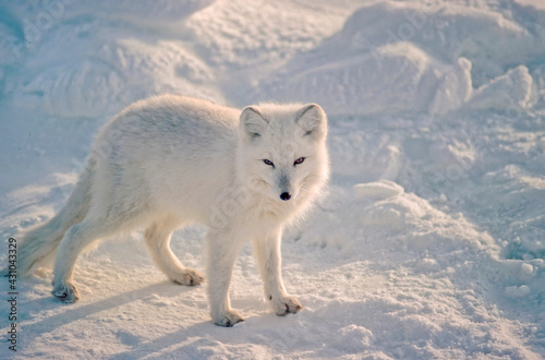 Arctic fox on Arctic tundra
