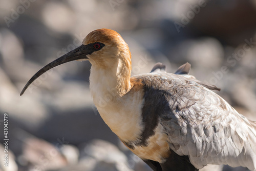 Bandurria or Ibis feeding between the stones. photo