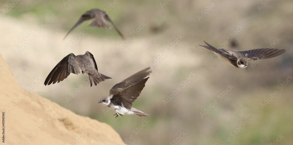 Swallow Sand Martin background, riparia riparia Swallow Sand Martin background, riparia riparia