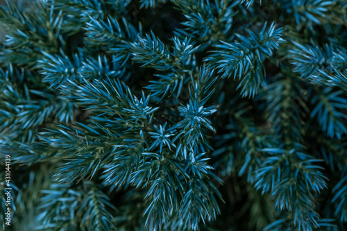 Juniper tree branch texture green needle background. Juniperus communis bush is evergreen coniferous tree as background. Macro of juniper branch pattern. Background with juniper branches grow close-up