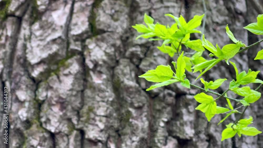 Fresh green leaves with old tree bark Fresh green leaves with old tree bark
