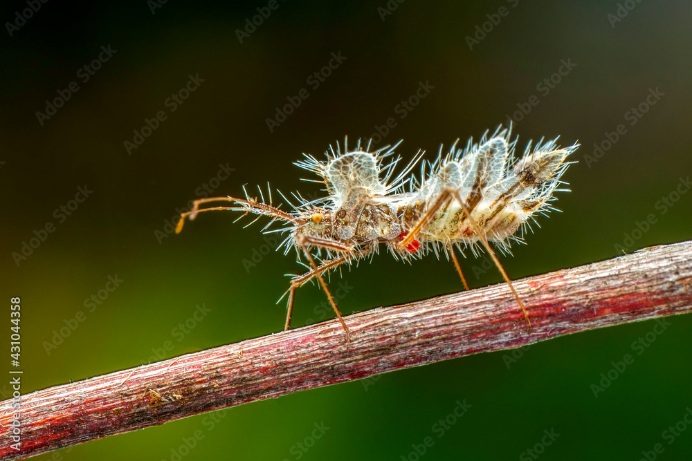 Close up beautiful insect in the garden Close up beautiful insect in the garden