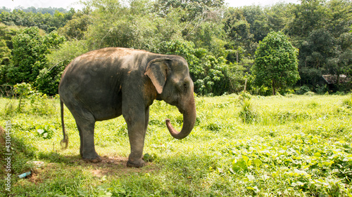 Photography Amazing thai elephants shot in Phuket