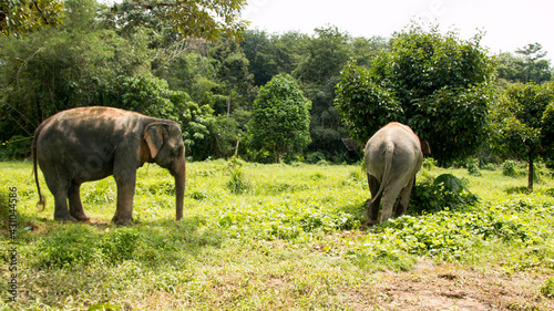 Amazing thai elephants shot in Phuket