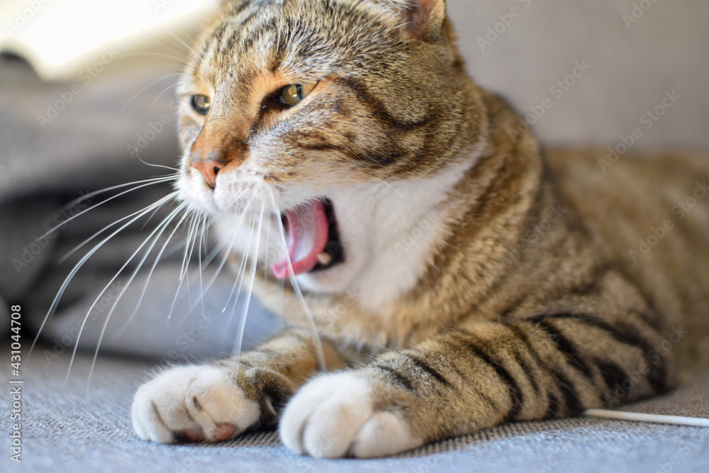 portrait of a cat yawning