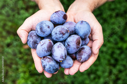man is holding a lot of fresh harvested plums in his hands photo