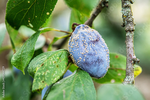 plum on a tree with fungal disease, monilia cinerea photo