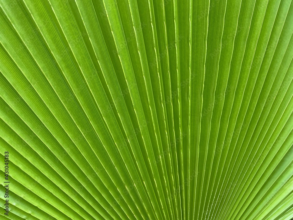 green palm leaf texture green palm leaf texture