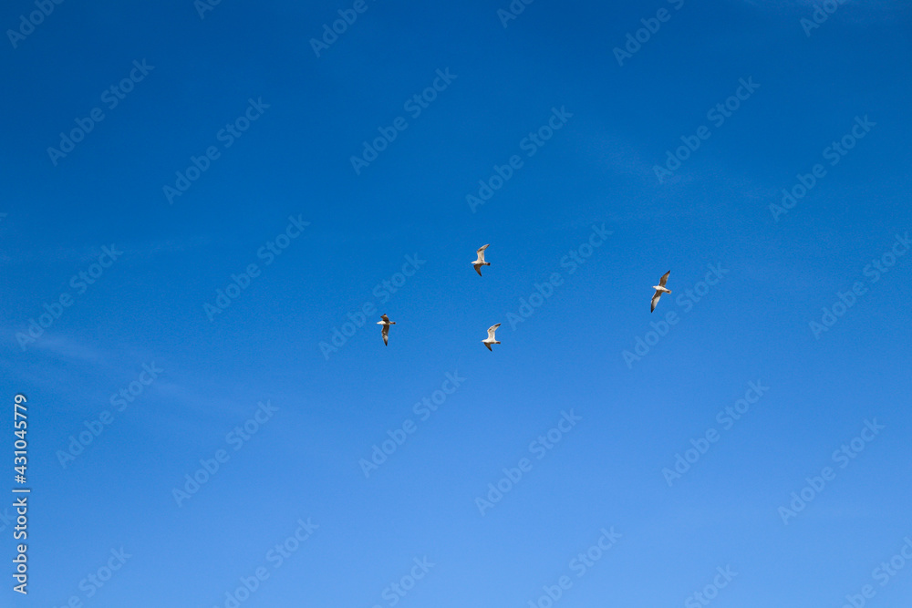 Blue sky background. Blue sky with flying birds.