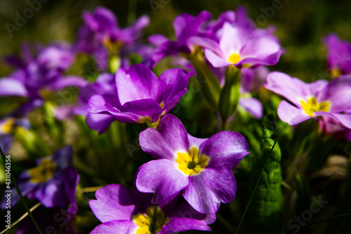 Primula