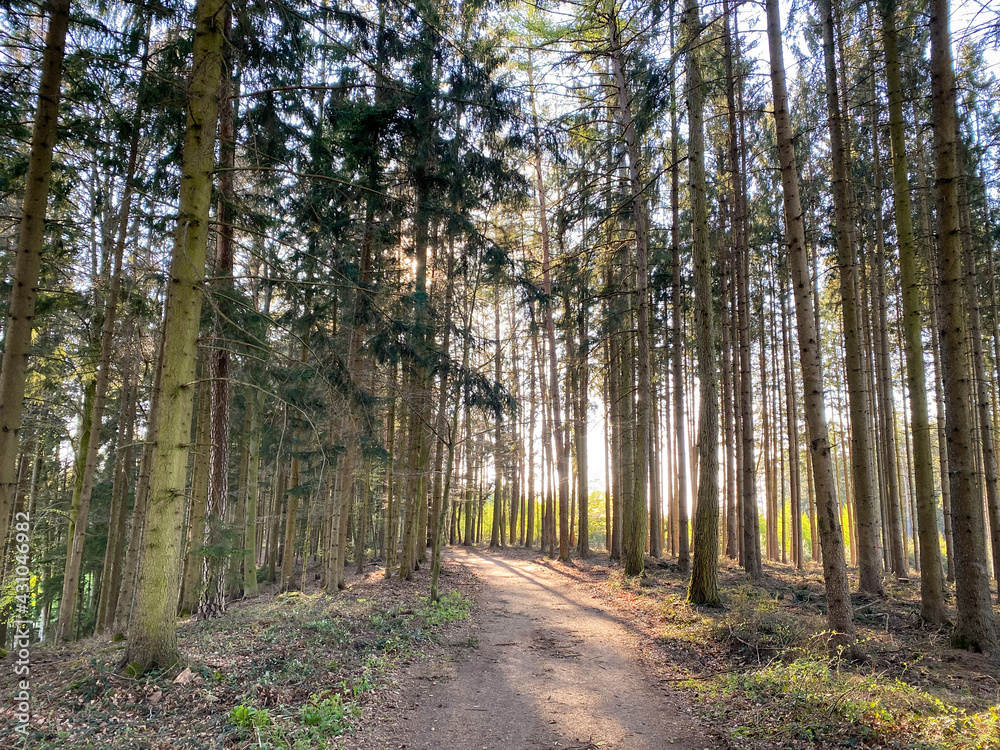 Bavarian running track through the forest to get a free mind from life Bavarian running track through the forest to get a free mind from life