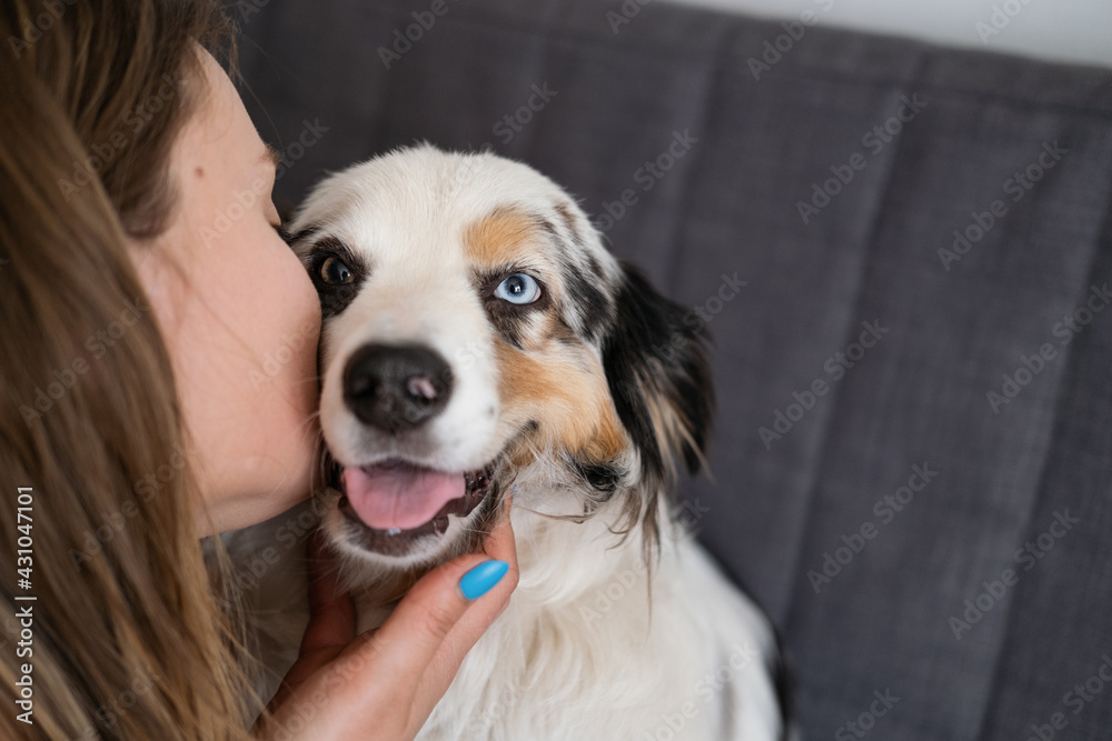 woman hold kiss blue merle Australian shepherd dog woman hold kiss blue merle Australian shepherd dog