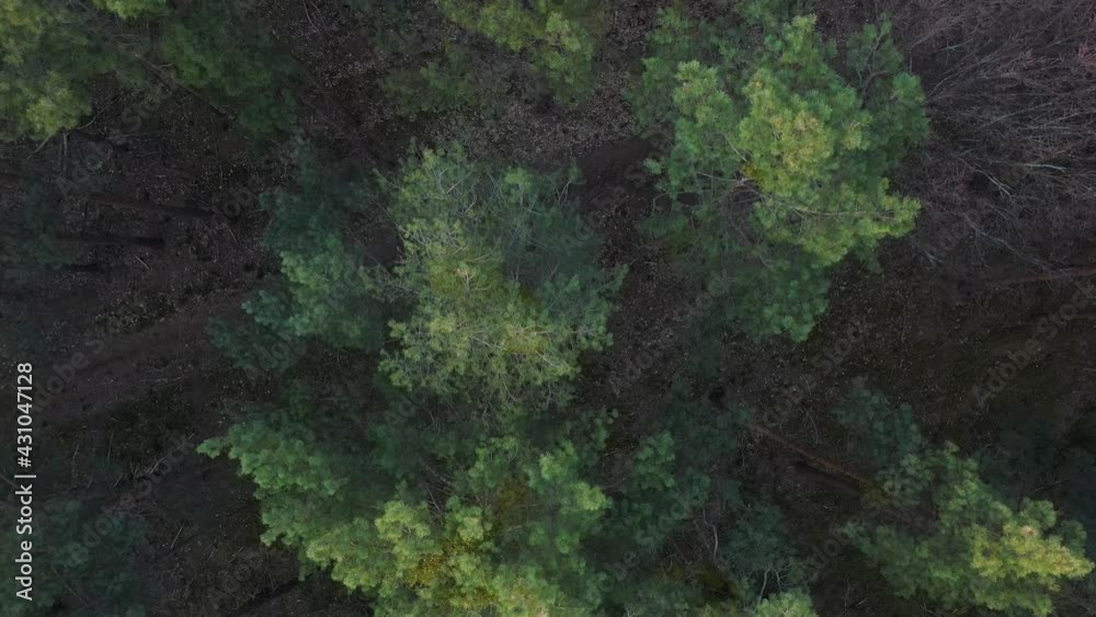 Kiefernwald in Deutschland in der Draufsicht rasch überflogen