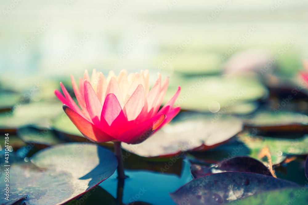 Pink lotus with green leaves on the pond. Macro image, shallow depth of field. Blurred summer nature background