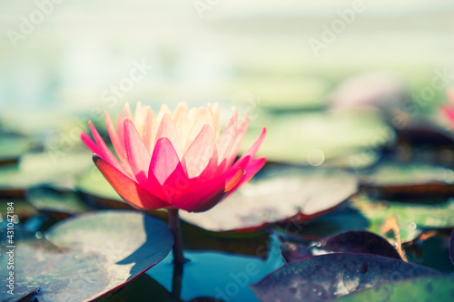 Pink lotus with green leaves on the pond. Macro image  shallow depth of field. Blurred summer nature background