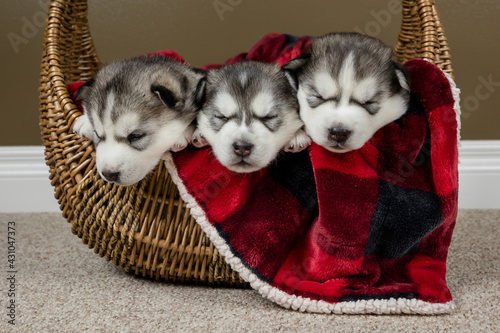 Cute basket of husky puppies