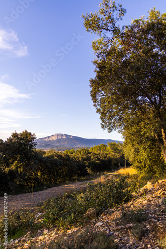 Vue sur la montagne de l’Hortus à travers la végétation depuis la garrigue (Occitanie, France)