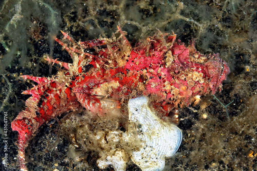 A picture of a devil scorpionfish A picture of a devil scorpionfish