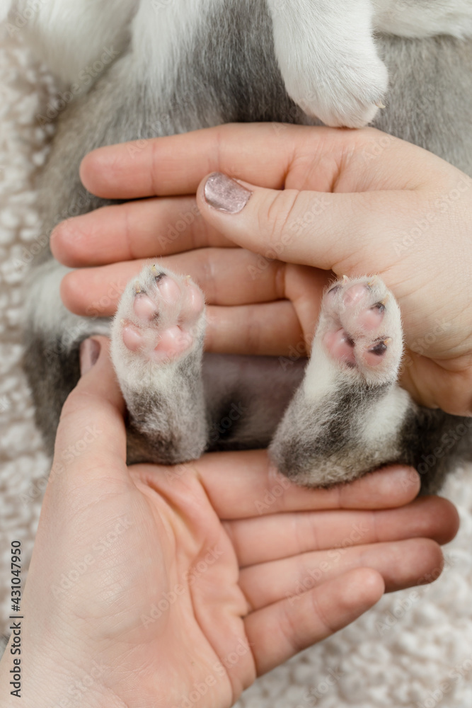 Close up of husky puppy paws Close up of husky puppy paws