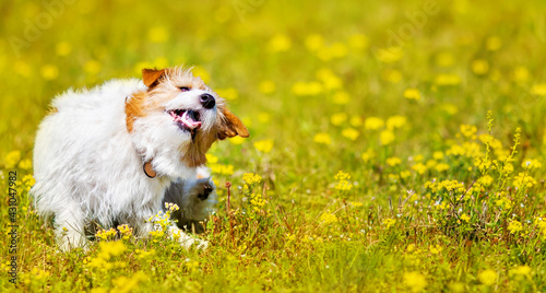 Cute pet puppy scratching, itching in the grass with flowers. Dog flea in spring, summer concept, web banner. photo