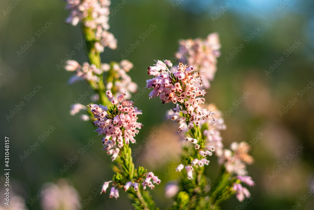 Gros plan sur une bruyère en fleur (Occitanie, France) Gros plan sur une bruyère en fleur (Occitanie, France)