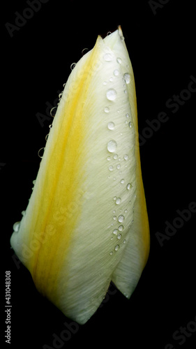 An elongated bud of a pale yellow tulip with raindrops on the petals. Flower on a black background
