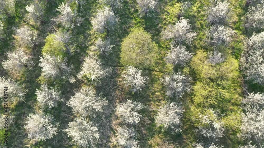 Obstblüte im Frühling  auf einer kleinen Plantage in Brandenburg, Deutschland