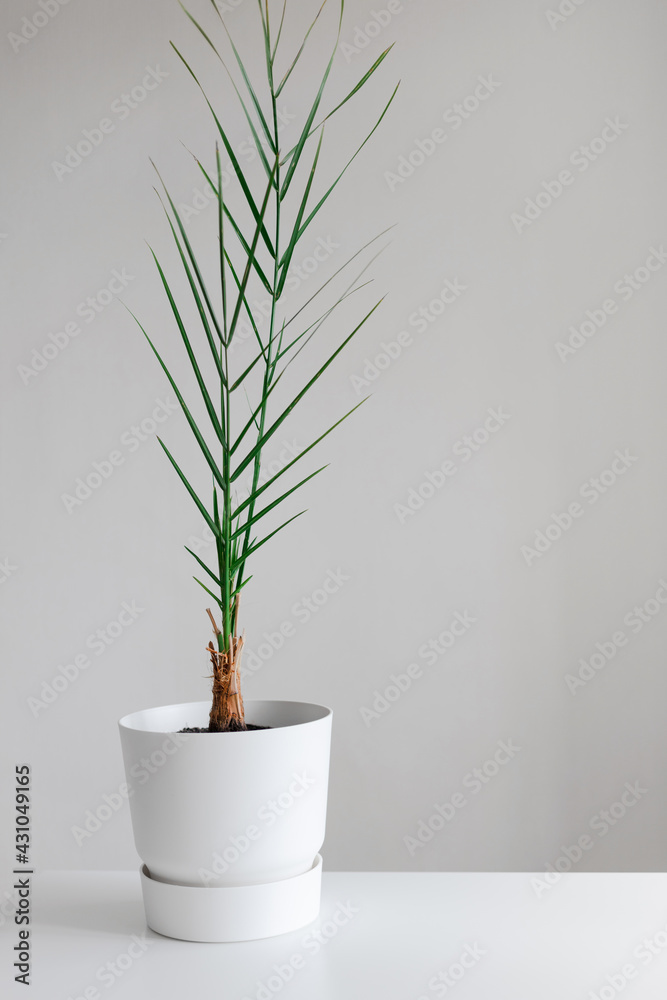 Tropical palm leaves plant in a white pot against a gray background. Empty grey wall and copy space. Houseplant in interior. Tropical palm leaves plant in a white pot against a gray background. Empty grey wall and copy space. Houseplant in interior.