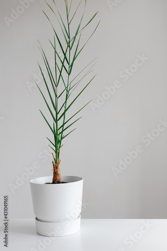 Tropical palm leaves plant in a white pot against a gray background. Empty grey wall and copy space. Houseplant in interior.