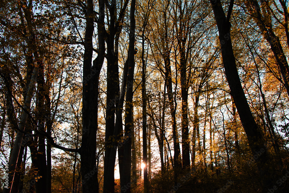 Fototapeta premium Sunsetting behind the nature