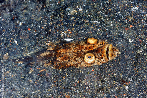 Fotografie A picture of a stargazer