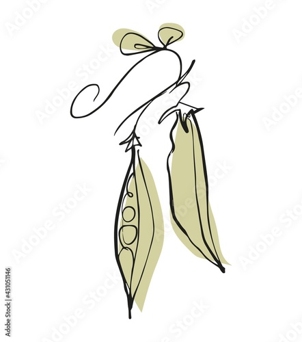 pea pod hand drawn one line, black and white minimalistic sketch of a vegetable on a white background, stylized vector graphic