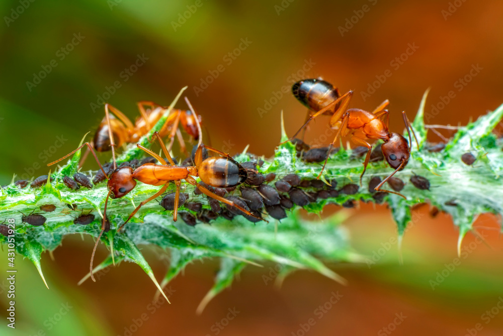 That eats macro aphids of an ants on Silybum marianum (Milk Thistle ...