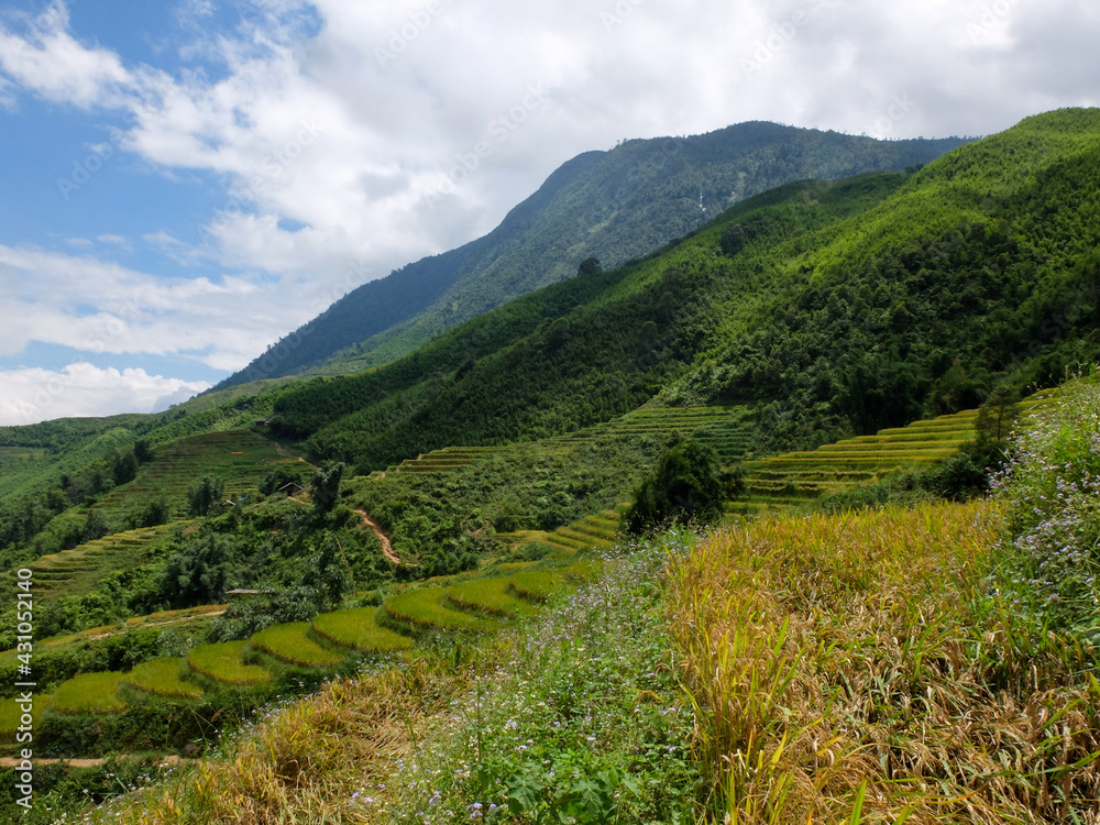 Fototapeta premium Rice field in the mountains