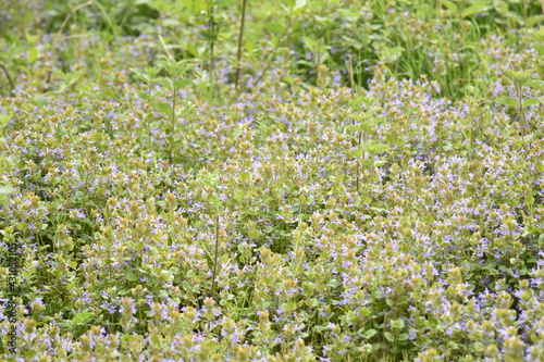 flowers in the meadow of Epping forest.