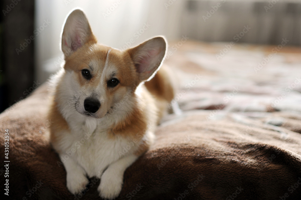 Pembroke Welsh Corgi dog lying on a bedspread Pembroke Welsh Corgi dog lying on a bedspread