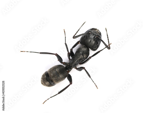 Camponotus vagus,  large, black, West Palaearctic carpenter ant isolated on white background, top view