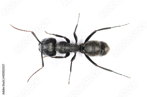 Camponotus vagus, large, black, West Palaearctic carpenter ant isolated on white background, top view