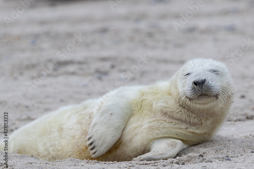 Ein Kegelrobbenjungtier liegt im Sand, schließt die Augen und ist entspannt.